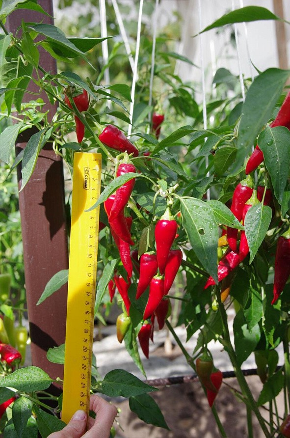 Партнер Перец острый СТАСИ F1 ^(5шт), изображение 3