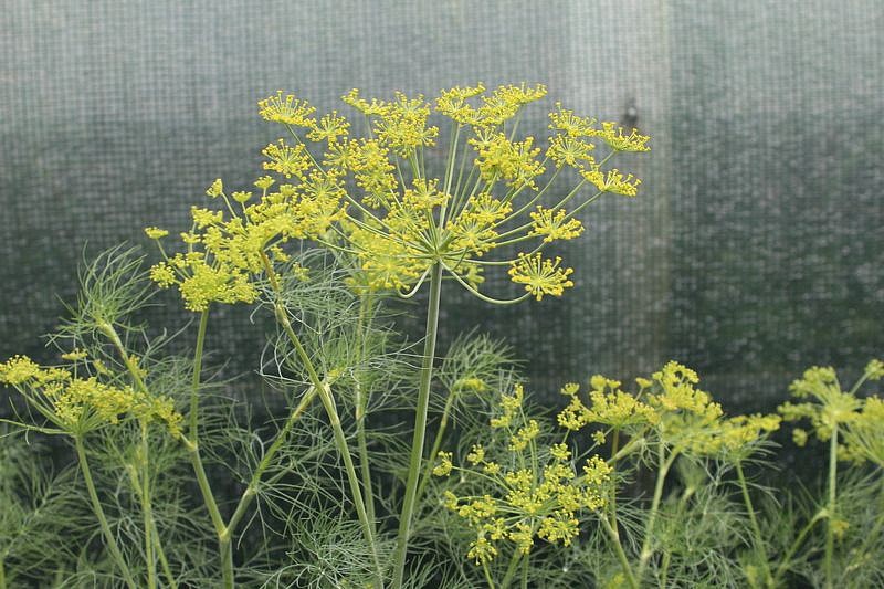 Партнер Укроп ХАНАК ^(2г), изображение 2