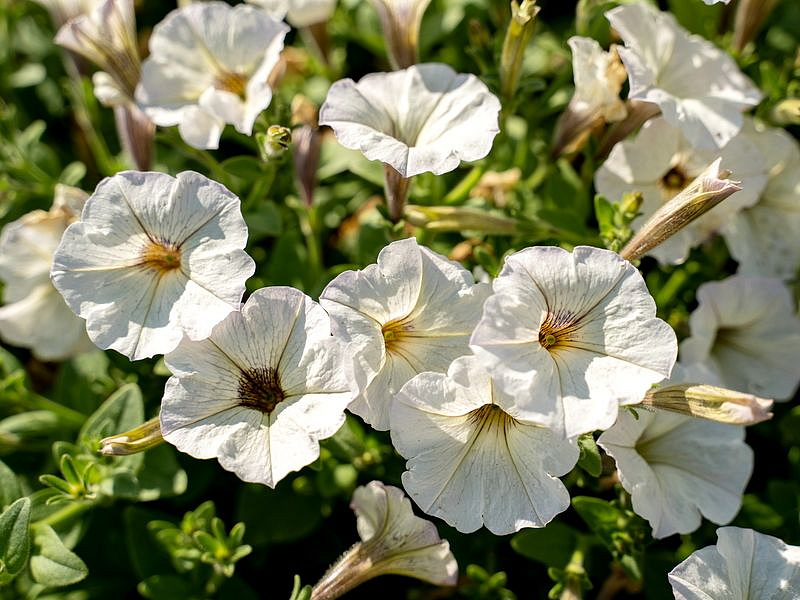 Партнер Петуния серия "Мон Амур" ВИРЖИНИ F1 / многоцветковая прямостоячая ^(5шт в амп), изображение 1