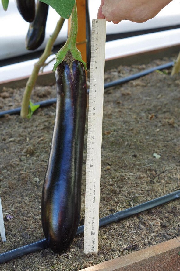 Партнер Баклажан ВАЛЕНТИНА F1 ^(10шт) 2-ной пак, изображение 6