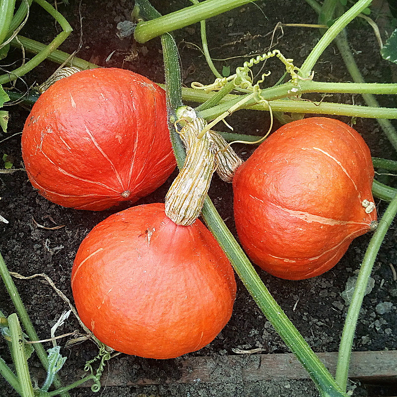 Партнер Тыква ОРАНЖ САММЕР F1 ^(3шт), изображение 4