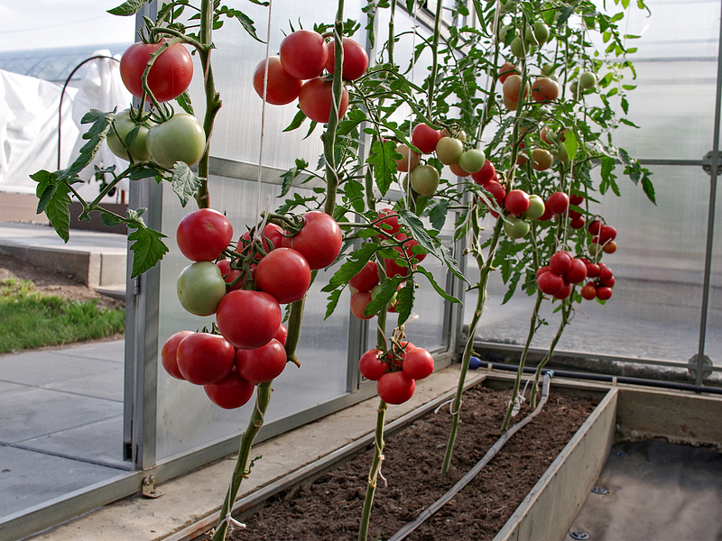 Партнер Томат РЕСПЕКТ F1 ^(5шт) 2-ной пак, изображение 3