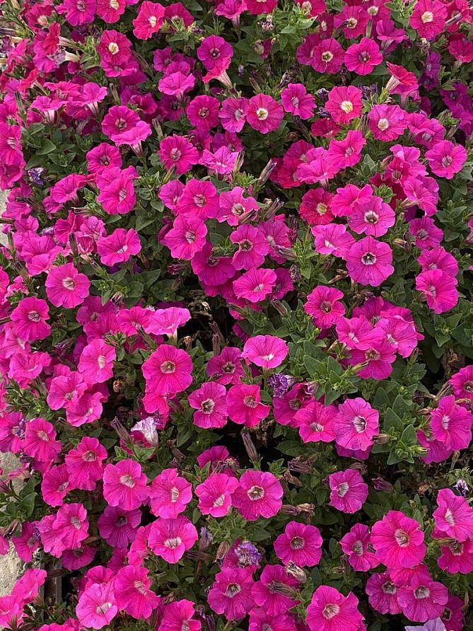 Партнер Петуния серия "Ма Шери" ФИОНА F1 /многоцветковая полуампельная ^(5шт в амп), изображение 5