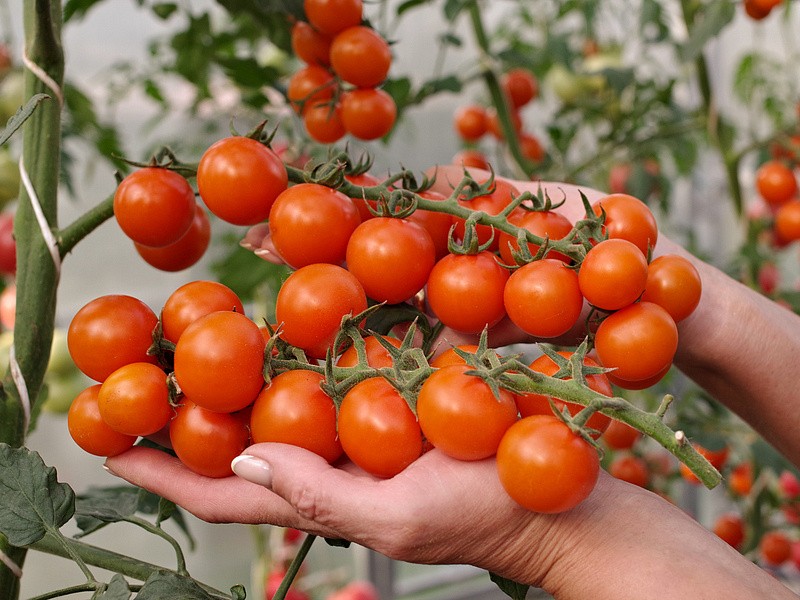 Партнер Томат РЫЖИЙ ФЕРМЕР F1 ^(5шт) 2-ной пак, изображение 2