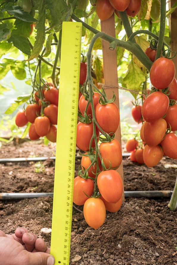 Партнер Томат ПЛАМЯ F1 ^(10шт) 2-ной пак, изображение 4