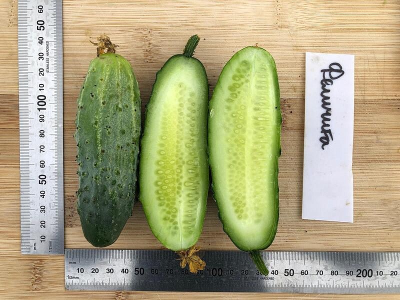 Партнер Огурец ФЕЛИЧИТА F1 ^(0,5г), изображение 2