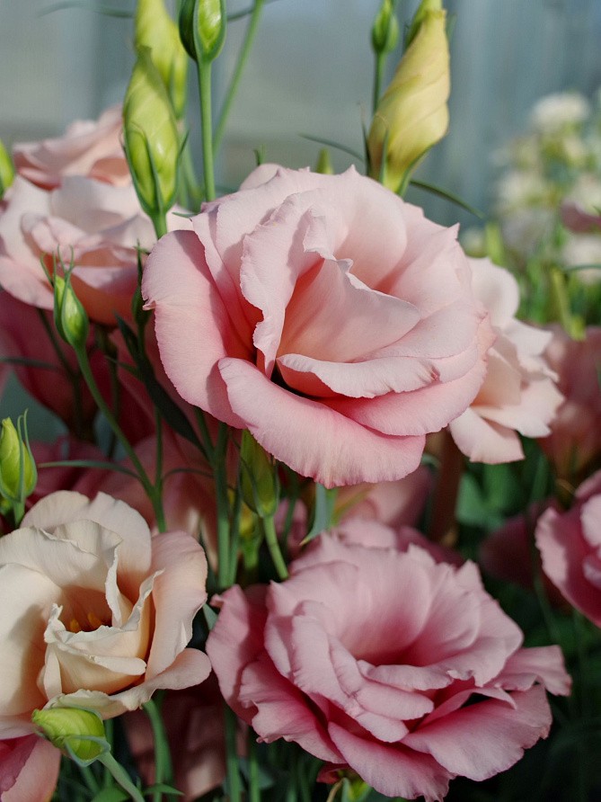 Партнер Эустома F1 срезочная махровая МАДАМ ШАНТАЛЬ ^(5шт в амп), изображение 2