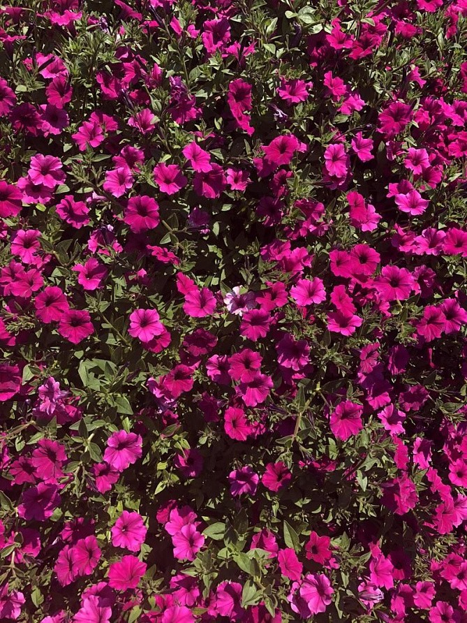 Партнер Петуния серия "Вивальди" ВУАЛЬ F1 / многоцветковая ампельная^(5шт в амп), изображение 1