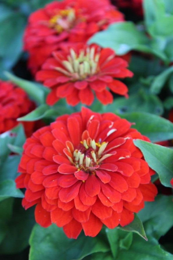 Партнер Цинния F1 ПЕРСИДСКИЙ КРАСНЫЙ / георгиновидная ^(4шт) , изображение 4