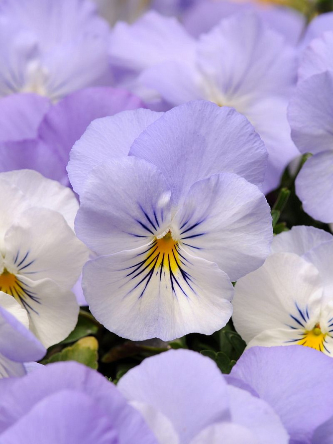 Партнер Виола F1 ампельная КУЛ ВЭЙВ ФРОСТ ^(5шт в амп), изображение 1