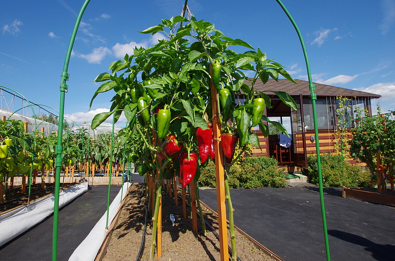 Партнер Перец ЛАКШЕРИ F1 ^(5шт) 2-ной пак, изображение 4