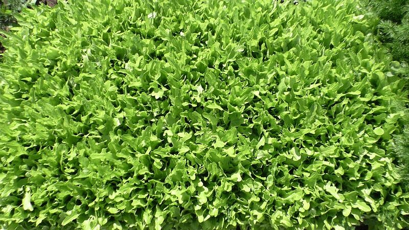 Партнер Салат листовой ДУБАЧЕК МС ^(0,5г), изображение 3