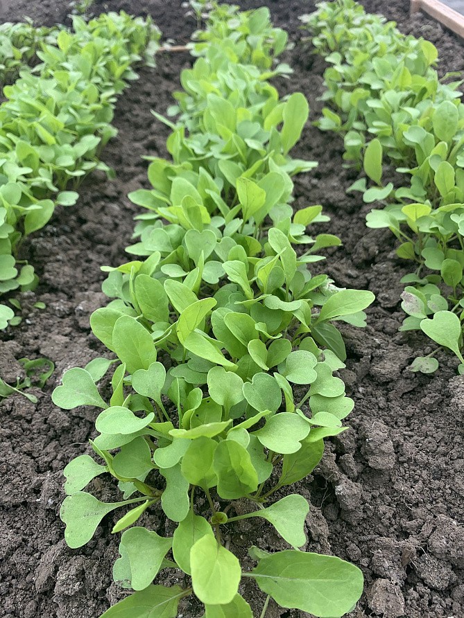 Партнер Двурядник тонколистный РОКЕТ ^(0,5г), изображение 1