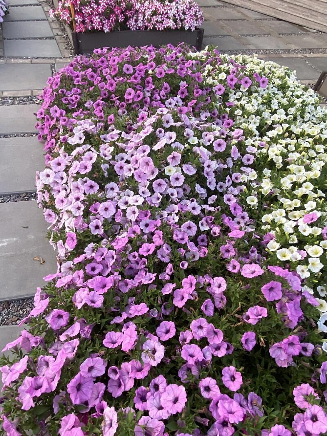 Партнер Петуния серия "Лагуна" ЛИЗЕТТА F1 /многоцветковая (мини) каскадная фиолетов лед ^(5шт в амп), изображение 2