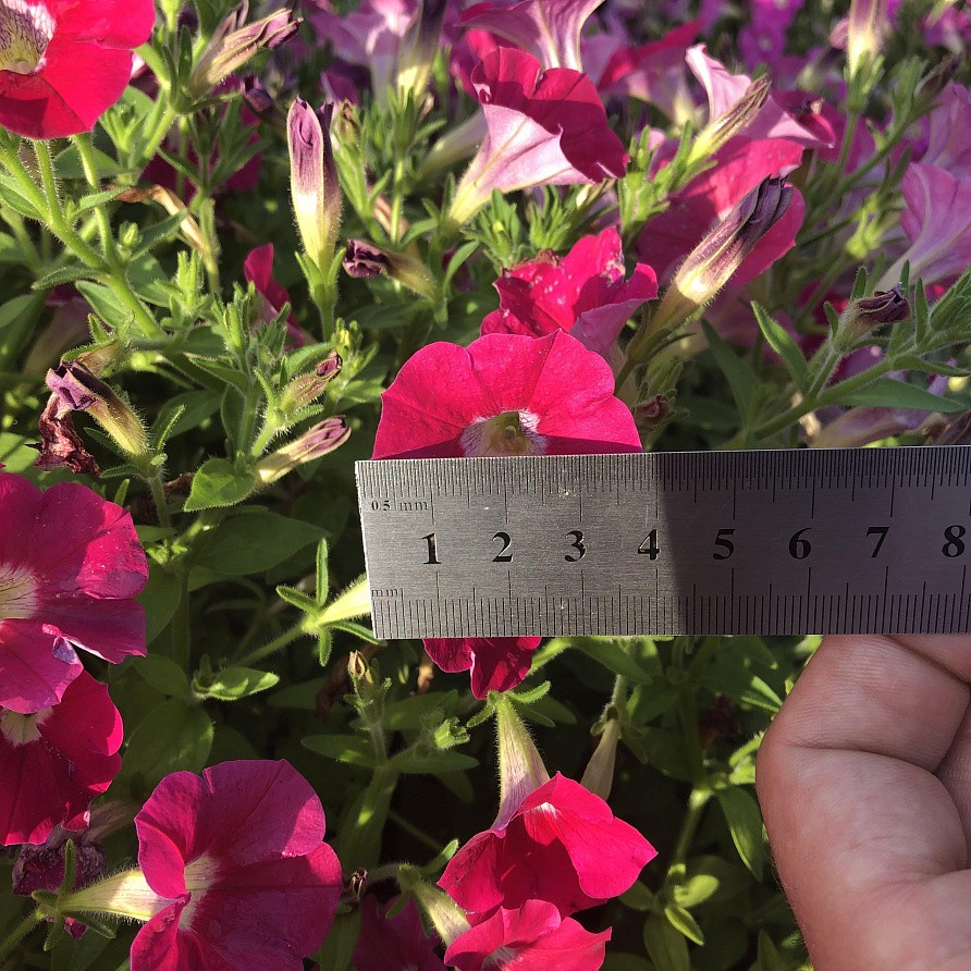 Партнер Петуния серия "Лагуна" ИРЕН F1 / многоцветковая каскадно-ампельная^(5шт в амп), изображение 2