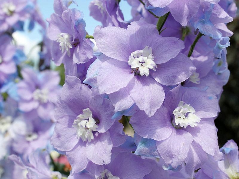 Партнер Дельфиниум F1 новозеландский МОНИНГ ЛАЙТ ^(3шт), изображение 1