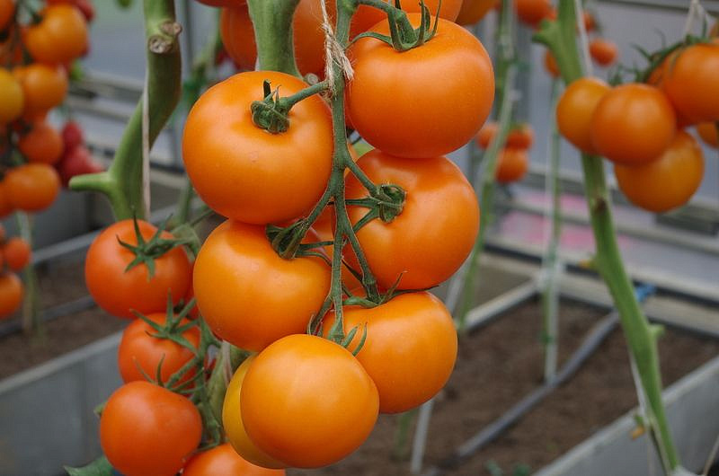 Партнер Томат АНВАР F1 ^(5шт) 2-ной пак, изображение 5