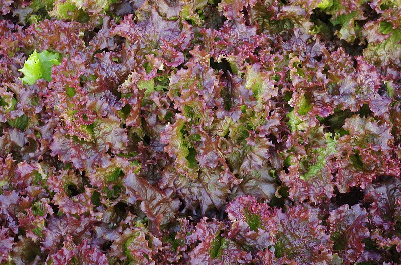 Партнер Салат листовой ЛОЛЛО РОССА ^(0,5г), изображение 3