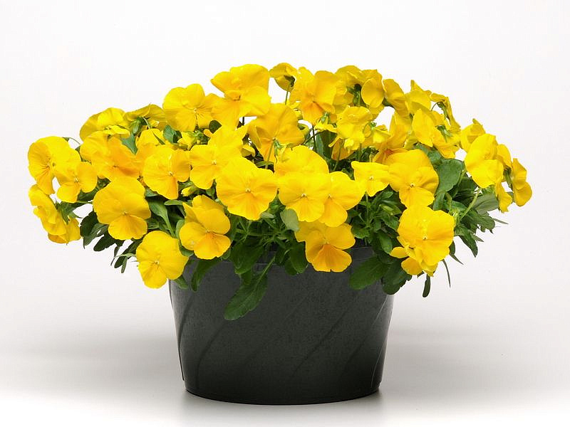 Партнер Виола F1 ампельная КУЛ ВЭЙВ ГОЛДЕН ЕЛЛОУ ^(5шт в амп), изображение 2