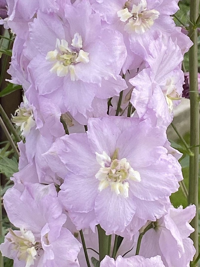 Партнер Дельфиниум F1 новозеландский ПИНК БЛАШ ^(3шт), изображение 4