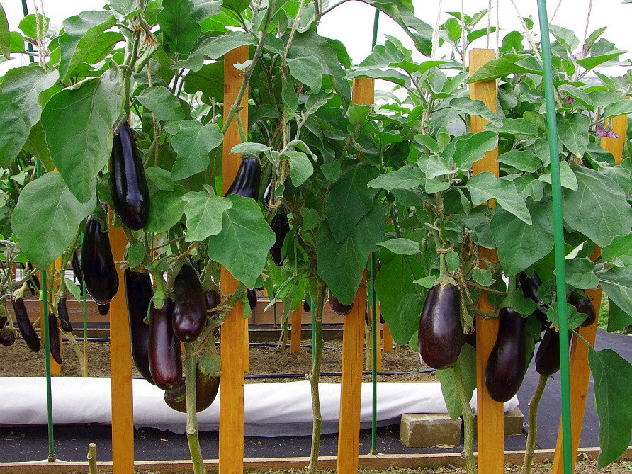 Партнер Баклажан АНДРЮША F1 ^(10шт) 2-ной пак, изображение 4