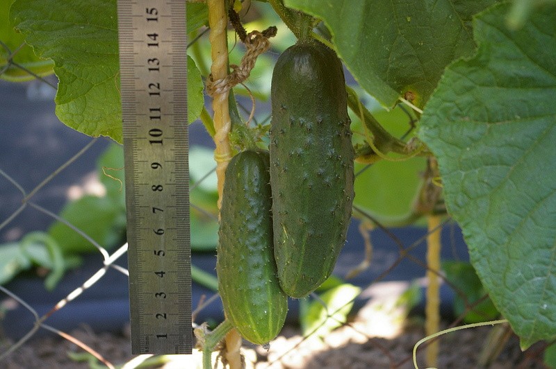 Партнер Огурец ЭКОЛЬ F1 ^(5шт), изображение 2