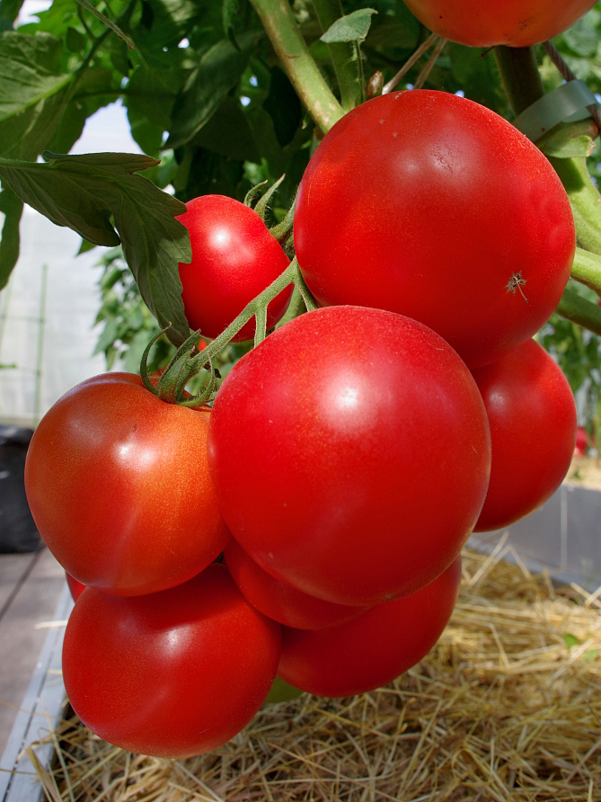 Партнер Томат КОЛОРИТ F1 ^(5шт) 2-ной пак, изображение 5