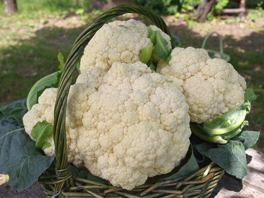 Партнер Капуста цветная УАЙТ ЭКСЕЛ F1 ^(10шт в амп), изображение 2