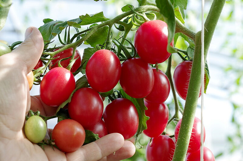 Партнер Томат МОНЕ F1 ^(10шт) 2-ной пак, изображение 4