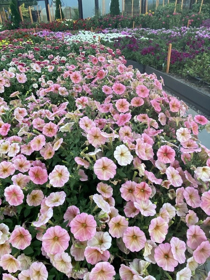 Партнер Петуния серия "Лулу" КОКТЕЙЛЬ F1 / крупноцветковая каскадная^(5шт в амп), изображение 3