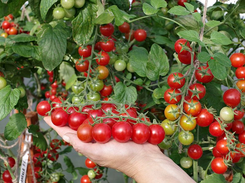 Партнер Томат КАРАМЕЛЛА F1 ^(5шт) 2-ной пак, изображение 3