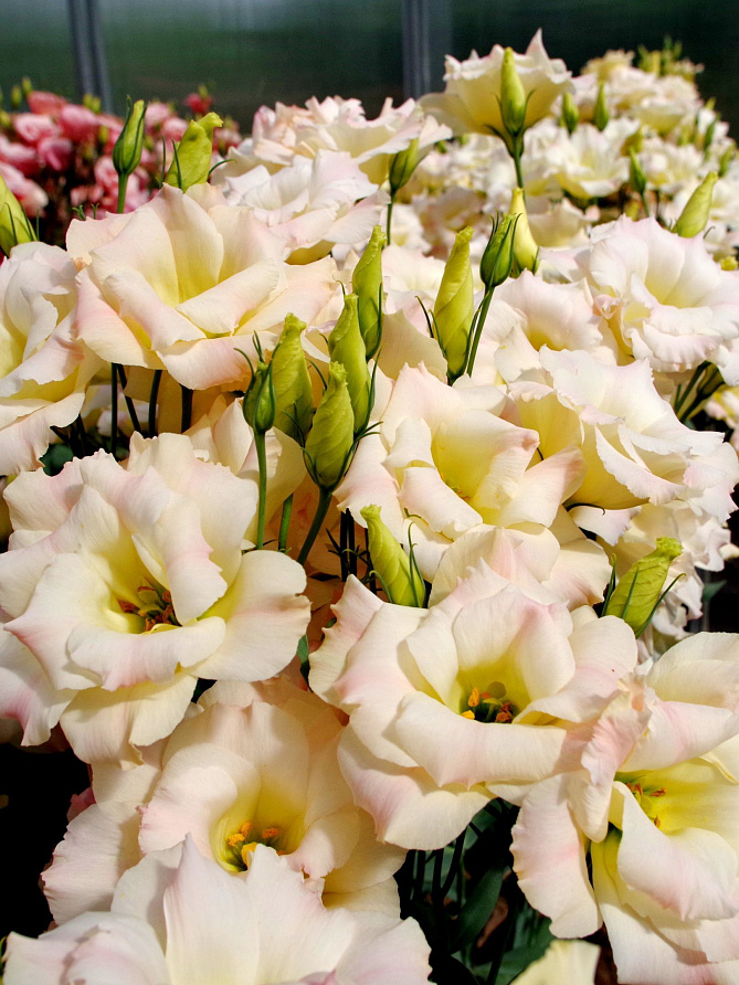 Партнер Эустома F1 срезочная махровая МАДАМ БАТТЕРФЛЯЙ ^(5шт в амп), изображение 5