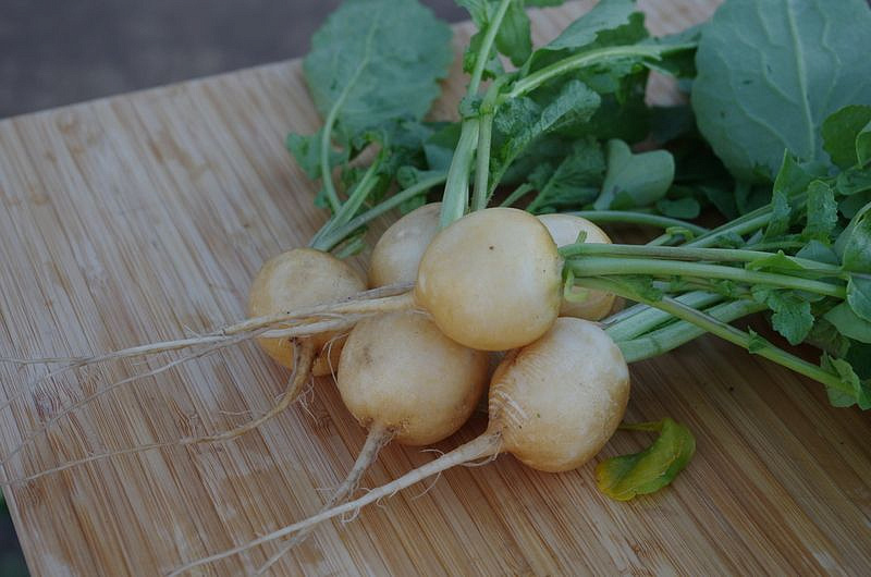 Партнер Редис ЗЛАТА ^(2г), изображение 2