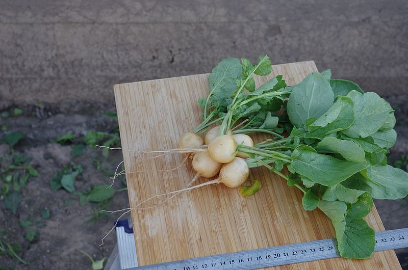 Партнер Редис ЗЛАТА ^(2г), изображение 1