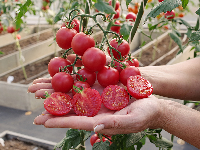 Партнер Томат ВИЗАЖИСТ F1 ^(5шт) 2-ной пак, изображение 2