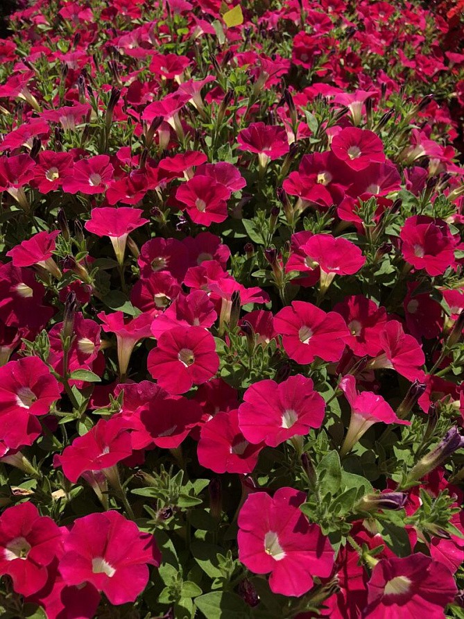 Партнер Петуния серия "Лагуна" ИРЕН F1 / многоцветковая каскадно-ампельная^(5шт в амп), изображение 1