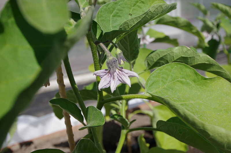 Партнер Баклажан АЛМАЗ ^(0,5г), изображение 1