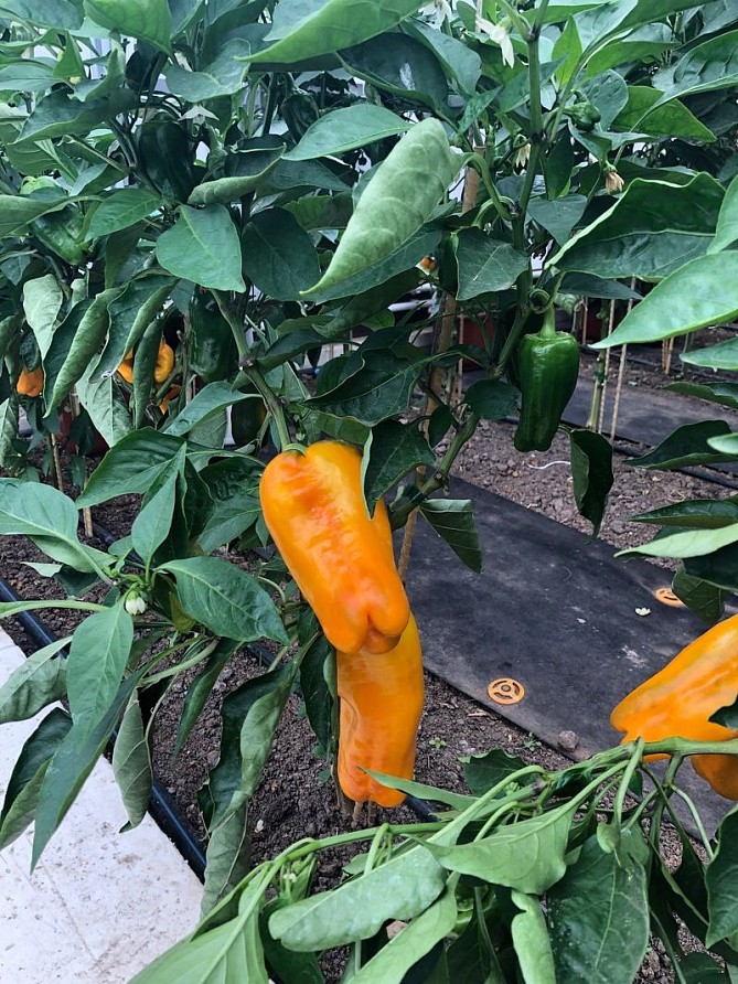 Партнер Перец ДЖЕМИНИ F1 ^(5шт) 2-ной пак, изображение 1