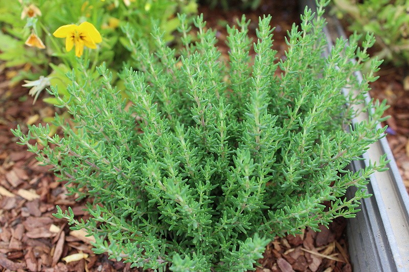 Партнер Тимьян ЮБИЛЕЙНЫЙ ^(0,2г), изображение 1