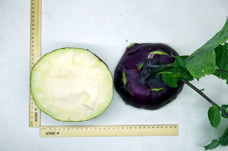 Партнер Капуста кольраби ВИОЛЕТА ^(0,5г), изображение 6