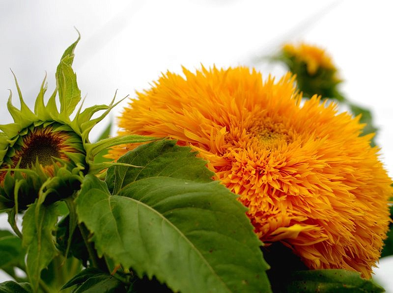 Партнер Подсолнечник F1 декоративный ДАБЛ ДЕЛАЙТ ^(10шт) 2-ной пак, изображение 3