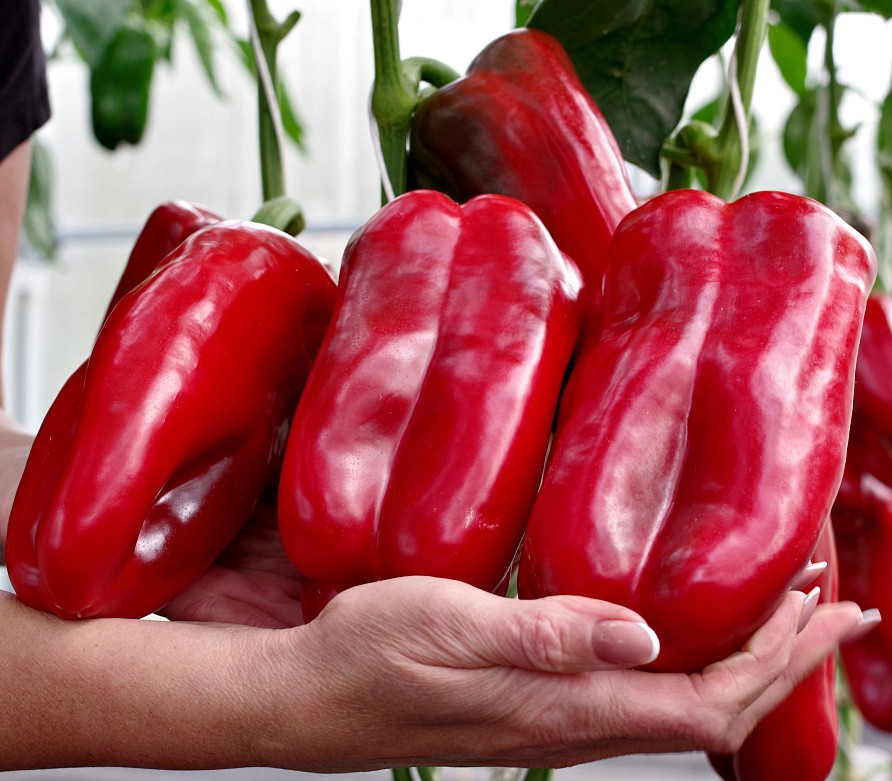 Партнер Перец ЛИВАДИЯ F1 ^(5шт) 2-ной пак, изображение 4