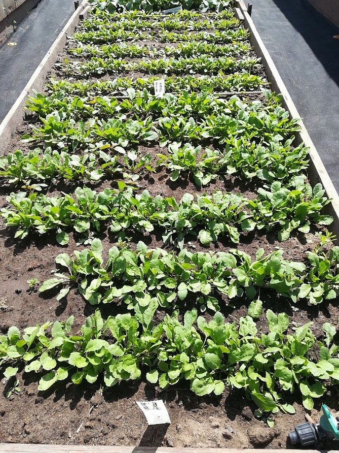 Партнер Шпинат МАТАДОР ^(5г), изображение 3