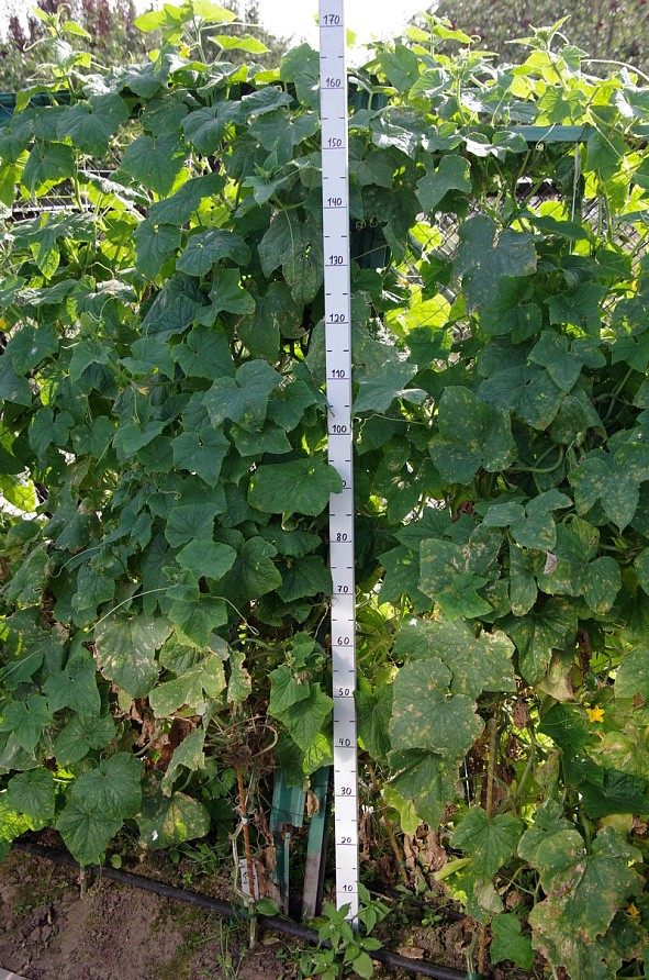 Партнер Огурец ФЕЛИЧИТА F1 ^(0,5г), изображение 4