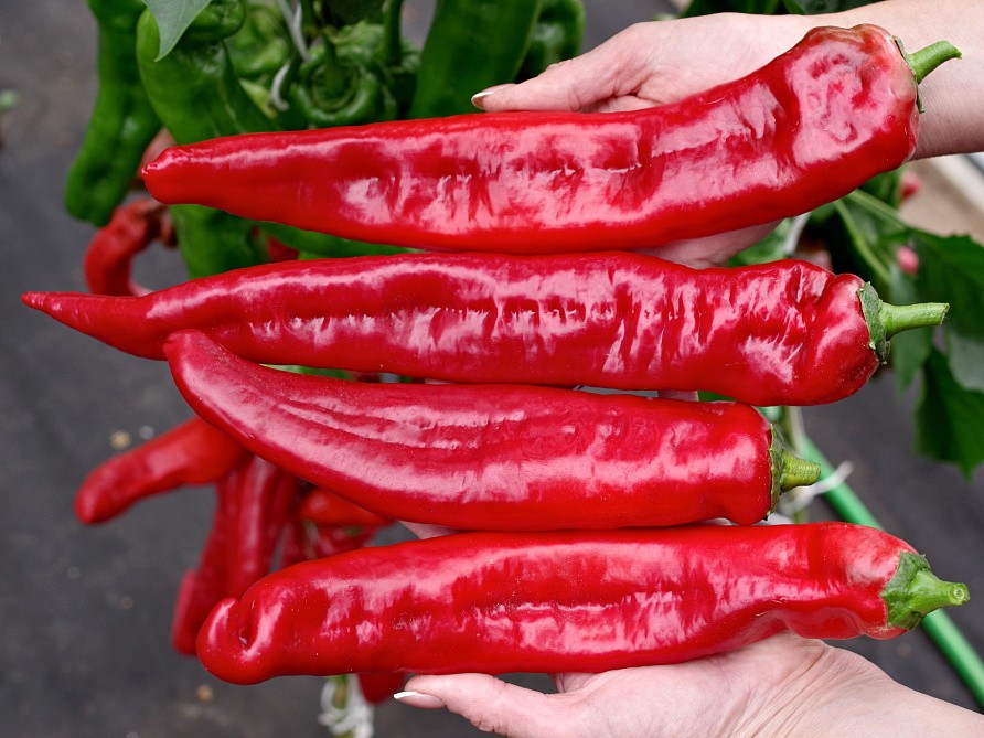 Партнер Перец РУБИНЕ F1 ^(5шт) 2-ной пак, изображение 1