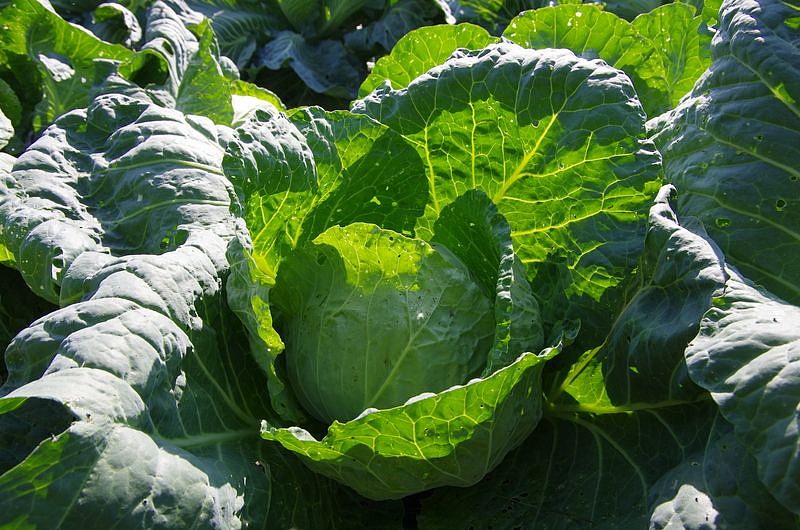 Партнер Капуста б/к ТРАНСФЕР F1 ^(0,2г в амп), изображение 2