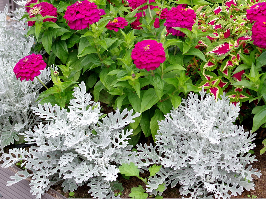 Партнер Цинерария Приморская СИЛЬВЕР ФРОСТ^(15шт в амп), изображение 1