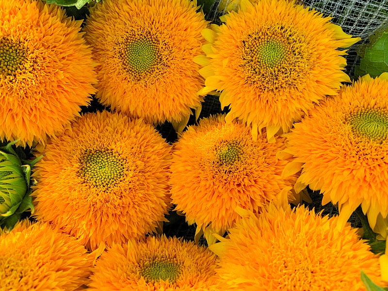 Партнер Подсолнечник F1 декоративный ДАБЛ ДЕЛАЙТ ^(10шт) 2-ной пак, изображение 1