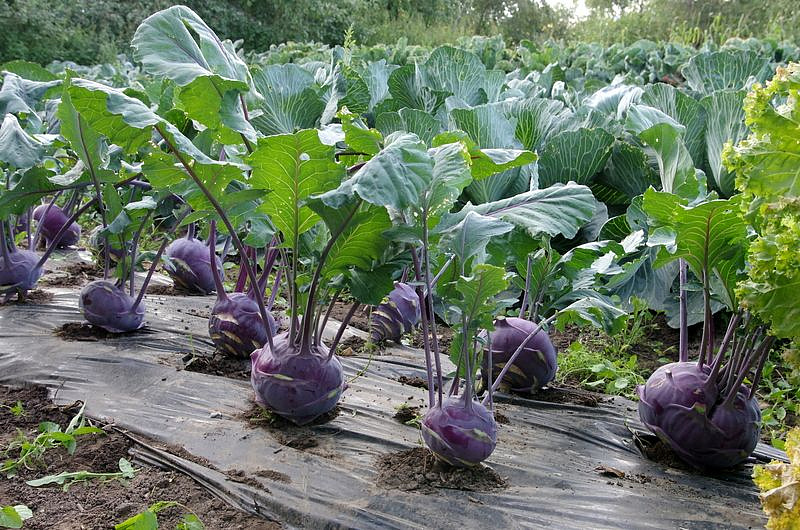 Партнер Капуста кольраби ВИОЛЕТА ^(0,5г), изображение 1