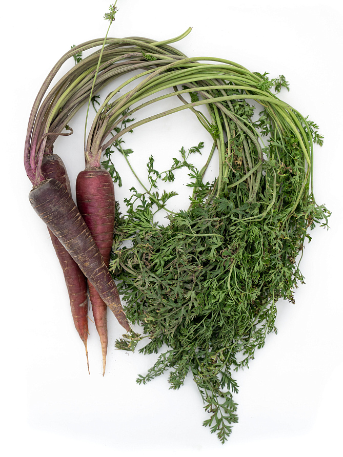 Партнер Морковь ПЁРПЛ САН F1 ^(0,5г), изображение 4